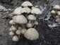 Fehér porhanyósgomba (Psathyrella candolleana), Budai-hegység